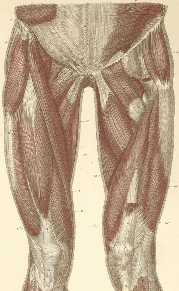 noga2 Jak działają przywodziciele i dlaczego musisz je trenować?